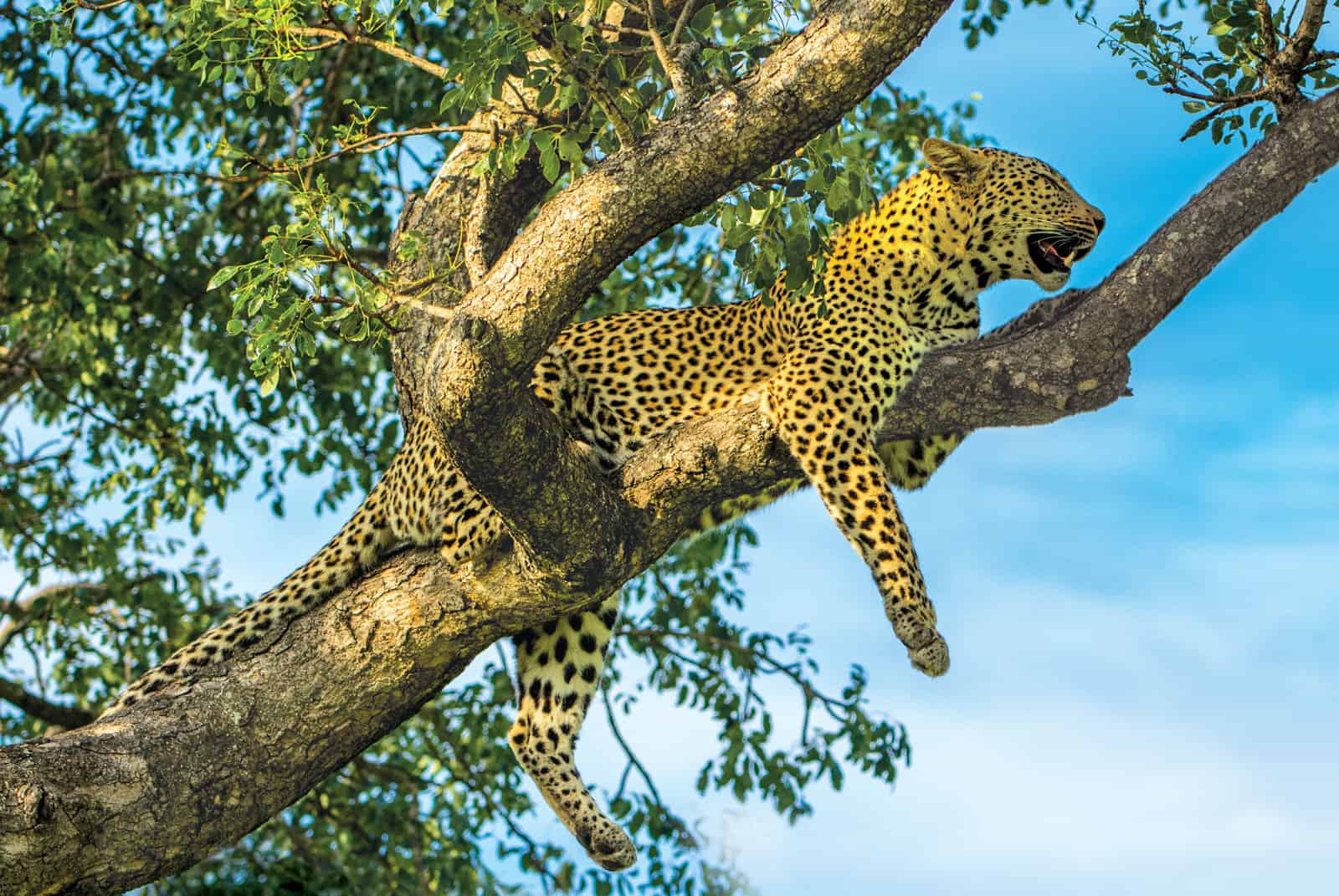 Leaping leopards
