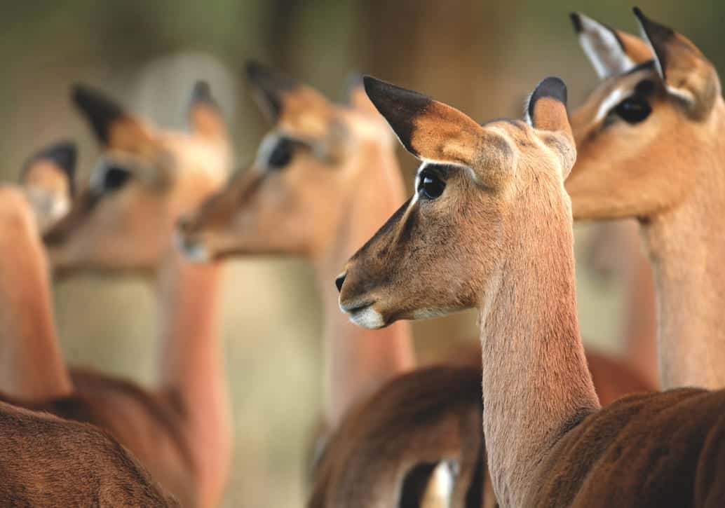 Wildlife-at-Phinda-Private-Game-Reserve (6)